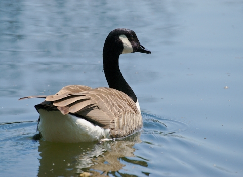 Canada goose 2024 60th anniversary gifts